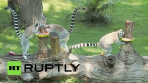 Животные в римском зоопарке спасаются от жары мороженым